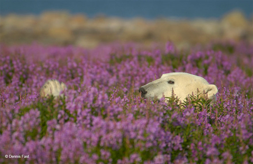 polar-bear-playing-flower-field-dennis-fast-26