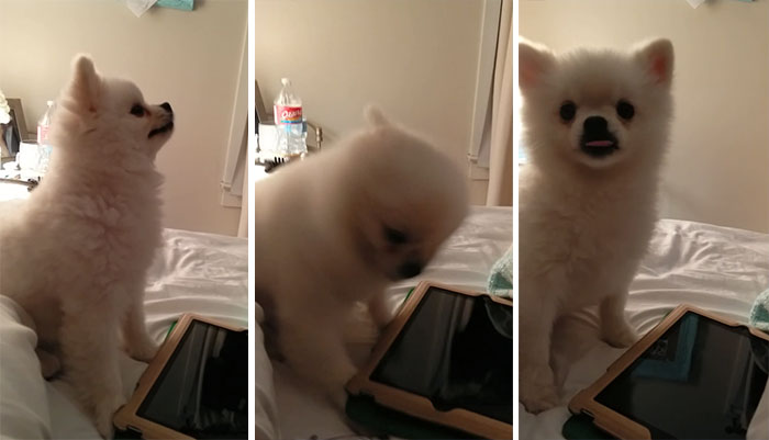 This Pomeranian Has The Cutest Sneeze You’ll Ever See (Watch With Sound!)