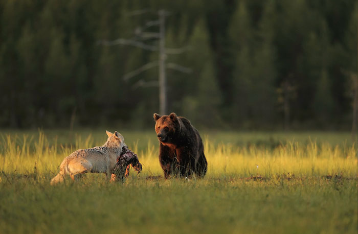 wolf and bear hunting together
