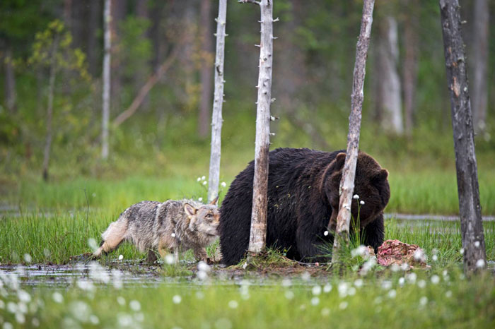 rare-animal-friendship-gray-wolf-brown-bear-lassi-rautiainen-finland-14