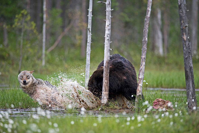 rare-animal-friendship-gray-wolf-brown-bear-lassi-rautiainen-finland-15