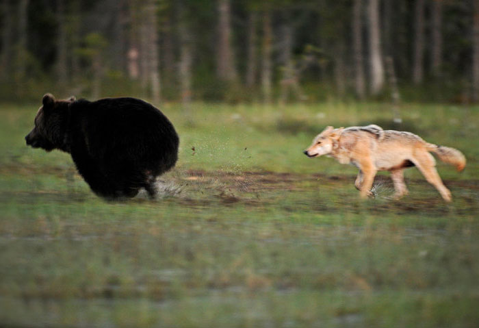 rare-animal-friendship-gray-wolf-brown-bear-lassi-rautiainen-finland-2