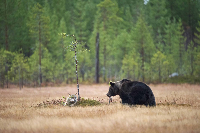 Unusual Friendship Between Wolf And Bear Documented By Finnish Photographer