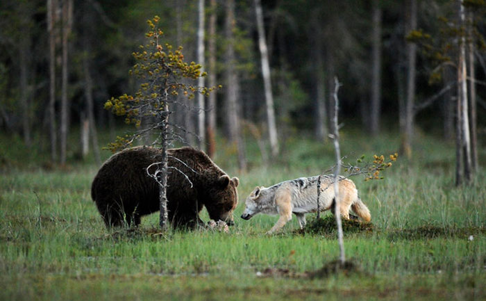 wolf and bear sharing food