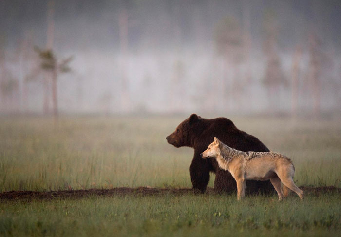 wolf and bear moving together