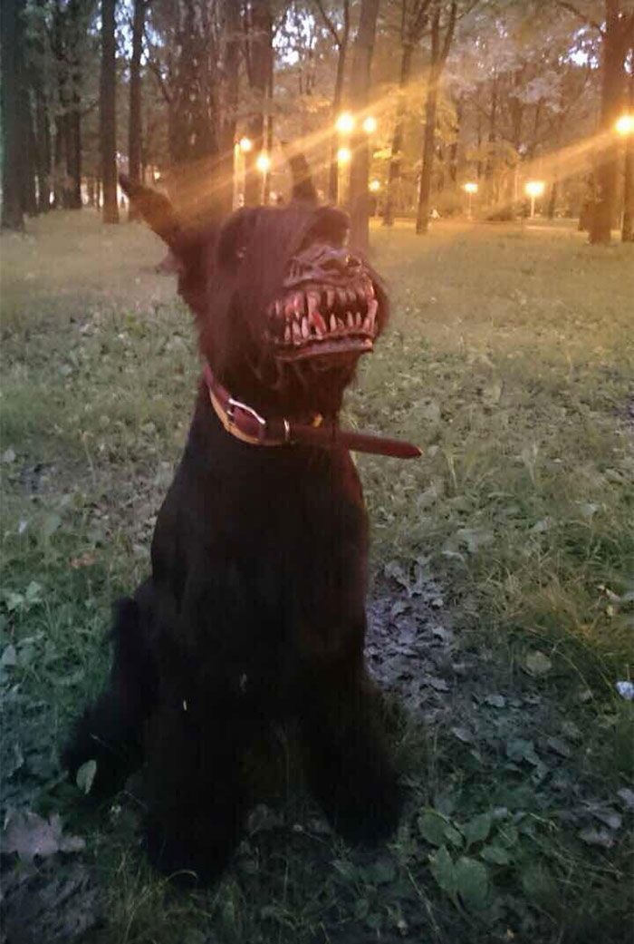 Muzzle For Walking Your Dog In The Woods