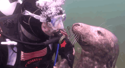 Seal Asks Diver For Belly Rub And Responds Just Like A Puppy