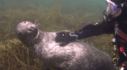 seal-belly-rub-diver-gary-grayson-4