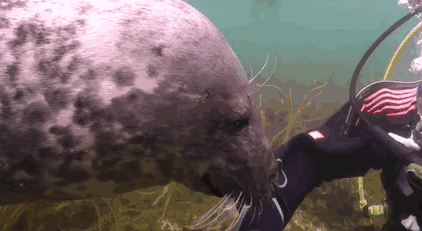 Seal Asks Diver For Belly Rub And Responds Just Like A Puppy