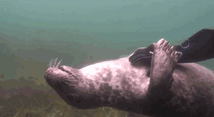 seal-belly-rub-diver-gary-grayson-6
