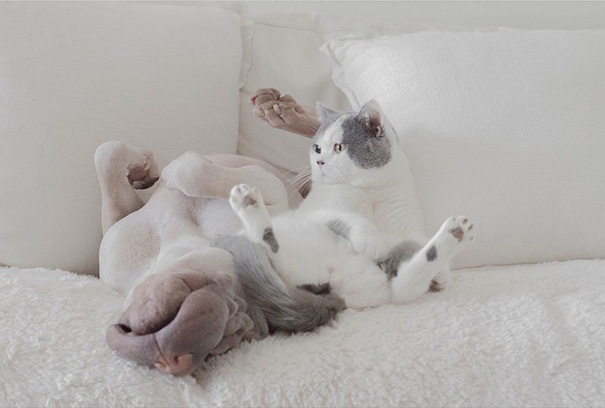 World's Most Photogenic Shar Pei And His Cat Are The Best Friends Ever