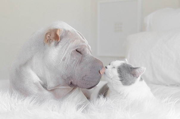 World's Most Photogenic Shar Pei And His Cat Are The Best Friends Ever