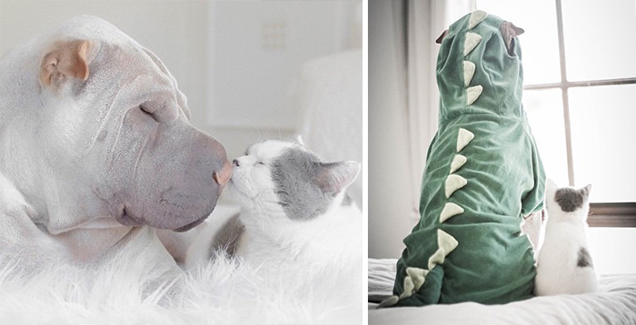 World’s Most Photogenic Shar Pei And His Cat Are The Best Friends Ever