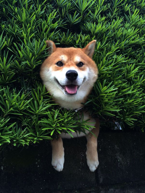 Shiba Inu Gets Stuck In Bush, Pretends Everything Is OK