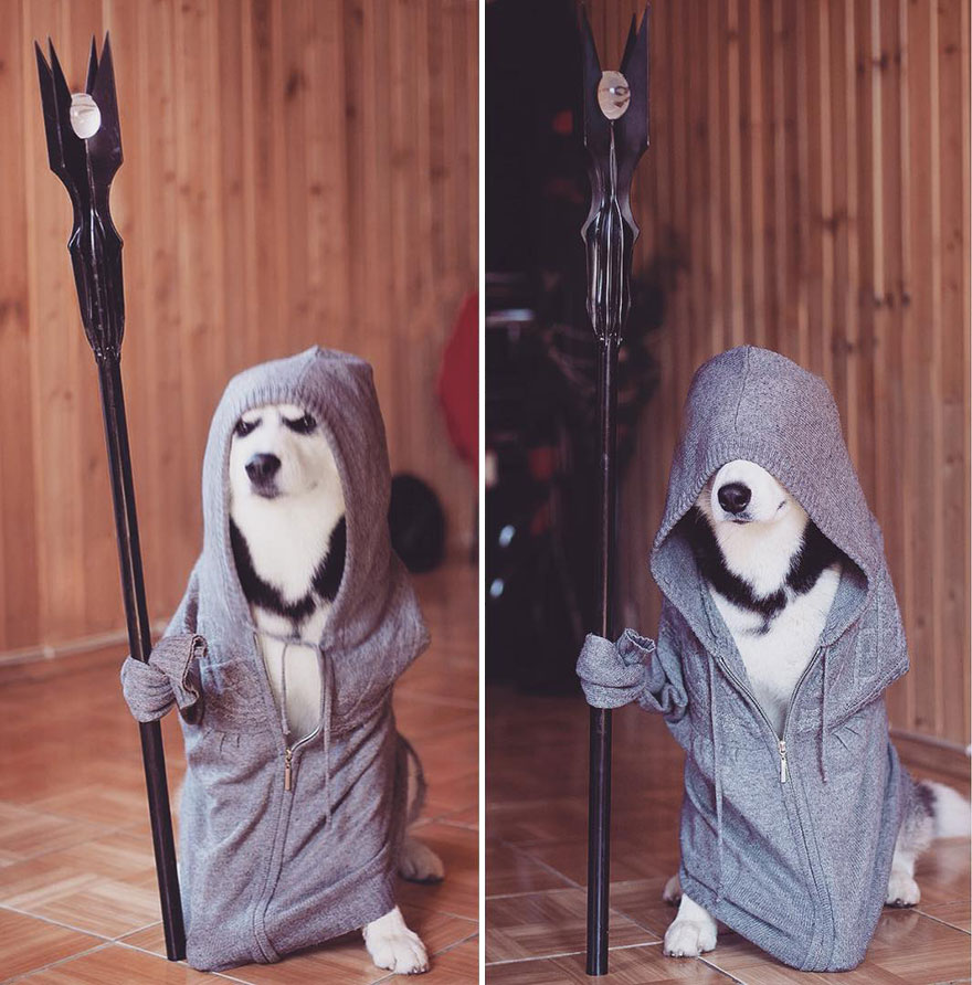 This Russian Photographer's Instagram is 100% Pure Husky