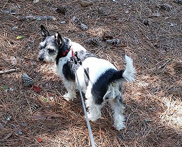 Sissy Is Miniature Schnauzer And Jack Russell Terrier
