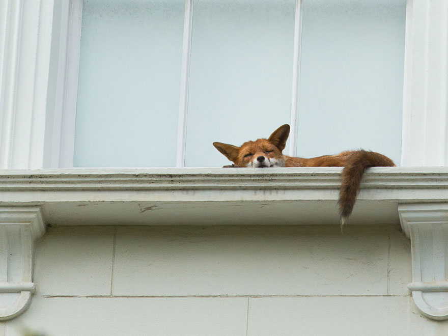 Fox Spotted Napping On Second Story Window Ledge In London