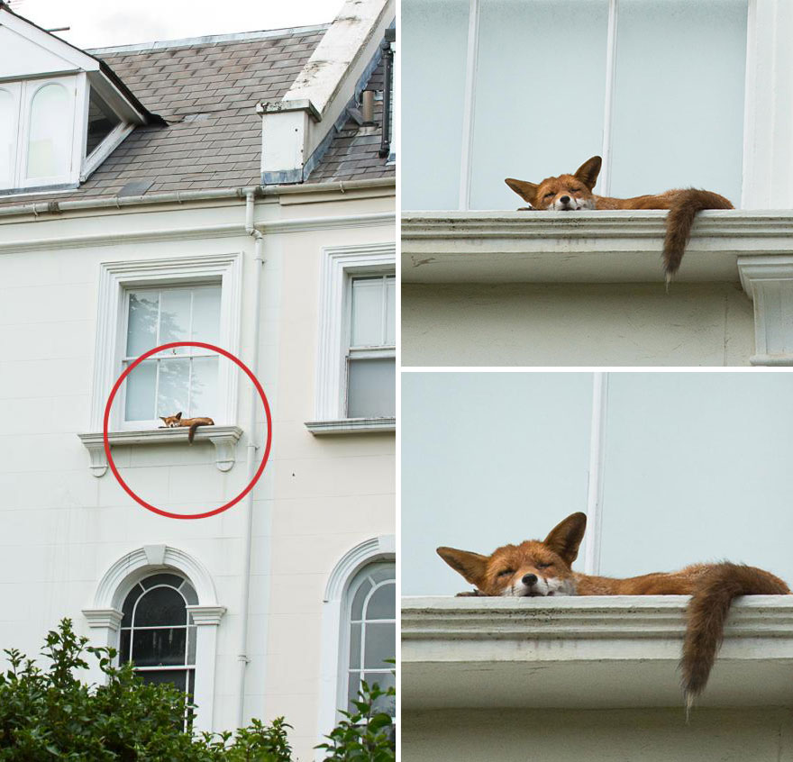 Fox Spotted Napping On Second Story Window Ledge In London