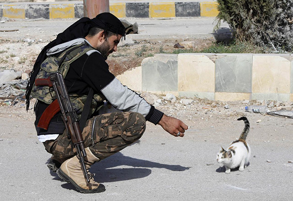 Syrian Fighter Feeding Cat