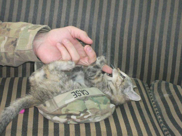 Soldier Playing With A Kitten