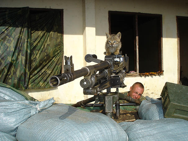 Kitten Helping The Soldier