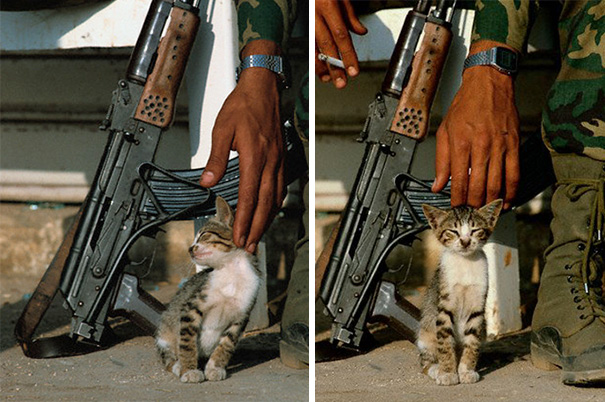 Palestinian Soldier Stroking A Kitten