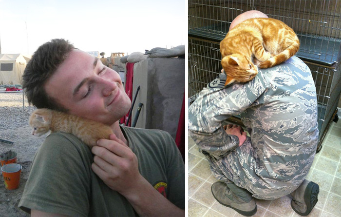 56 Soldiers And Cats Who Became Best Friends Overseas