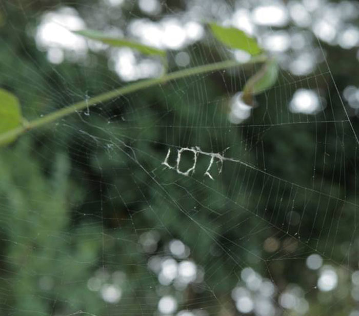 After A Rough Day, My Friend Found This Written On A Spider Web
