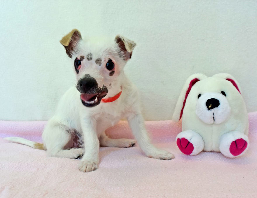 “Unusual Looking” Puppy Adopted By Family Who Didn't Care About Her Scars