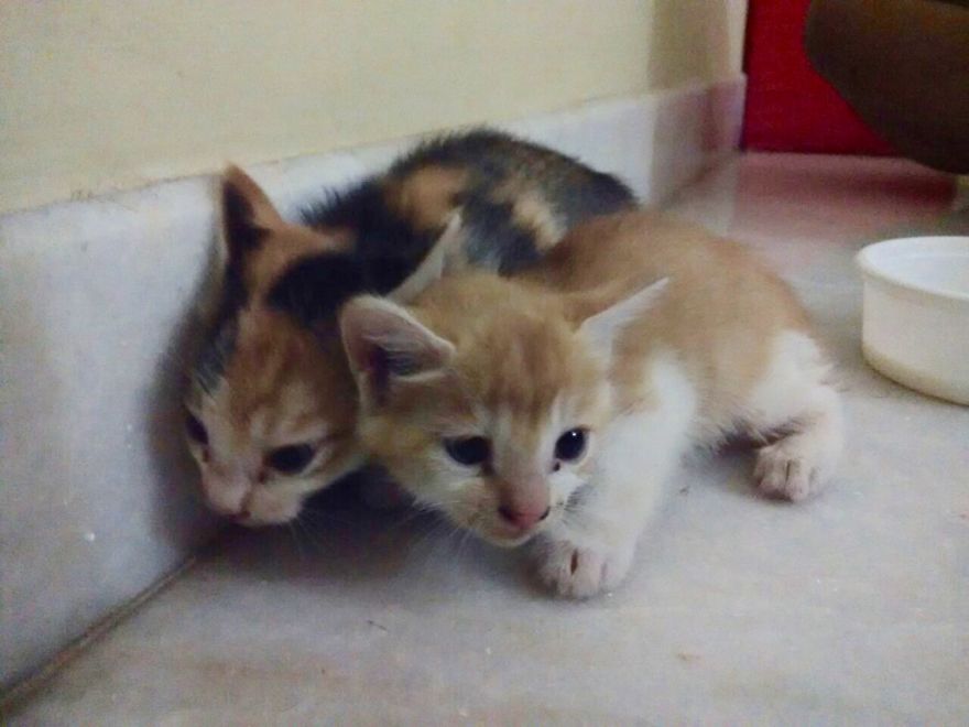 Chu-chay, Adorable Kitten Sisters We Adopted
