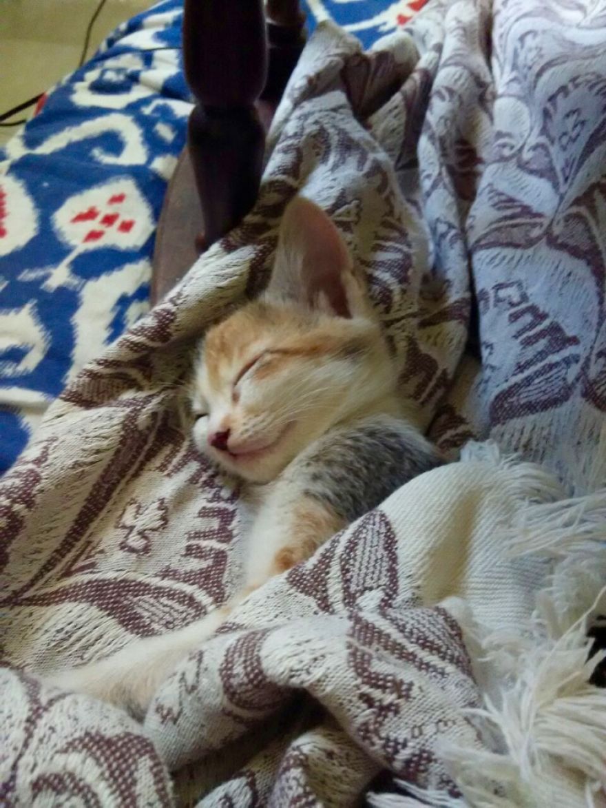 Chu-chay, Adorable Kitten Sisters We Adopted