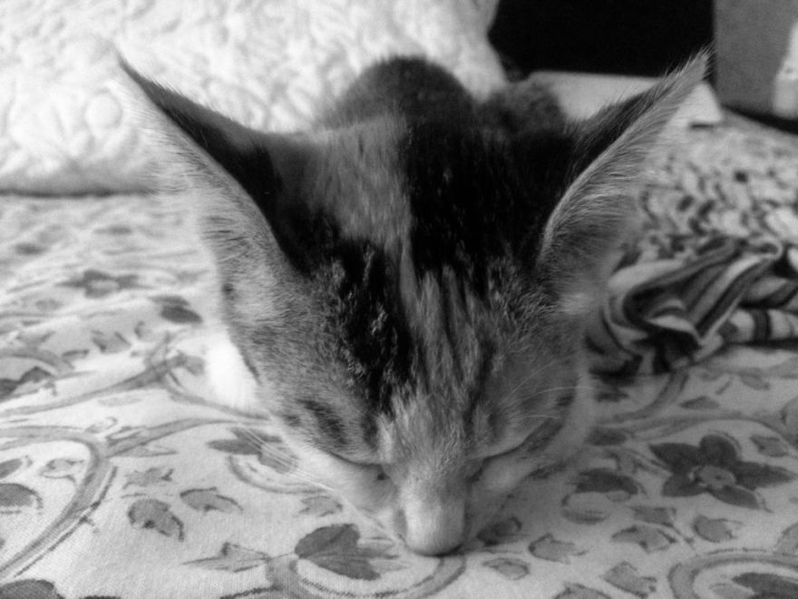 Chu-chay, Adorable Kitten Sisters We Adopted