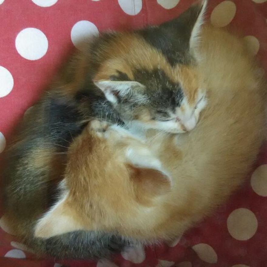 Chu-chay, Adorable Kitten Sisters We Adopted