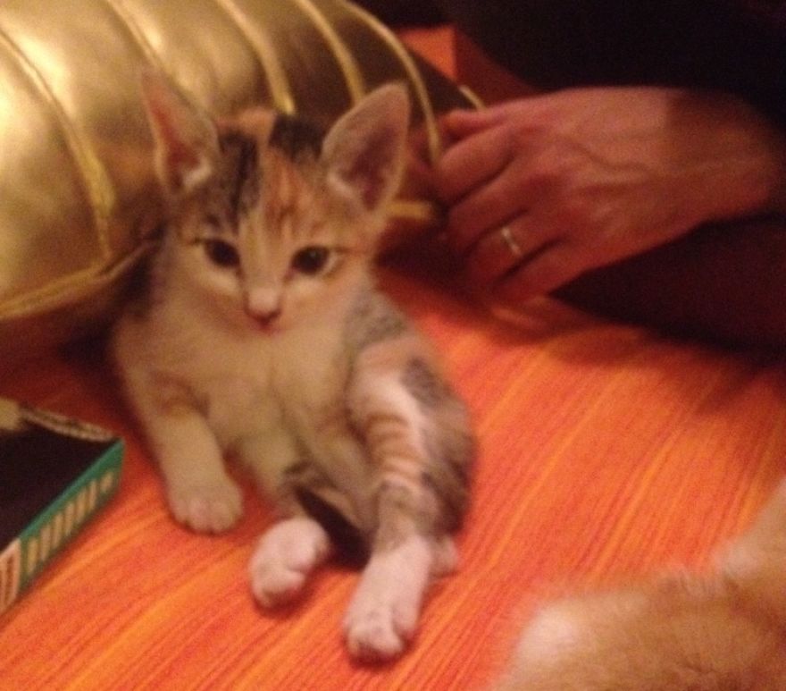 Chu-chay, Adorable Kitten Sisters We Adopted