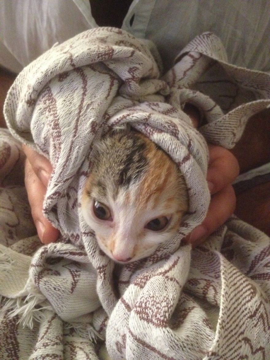 Chu-chay, Adorable Kitten Sisters We Adopted