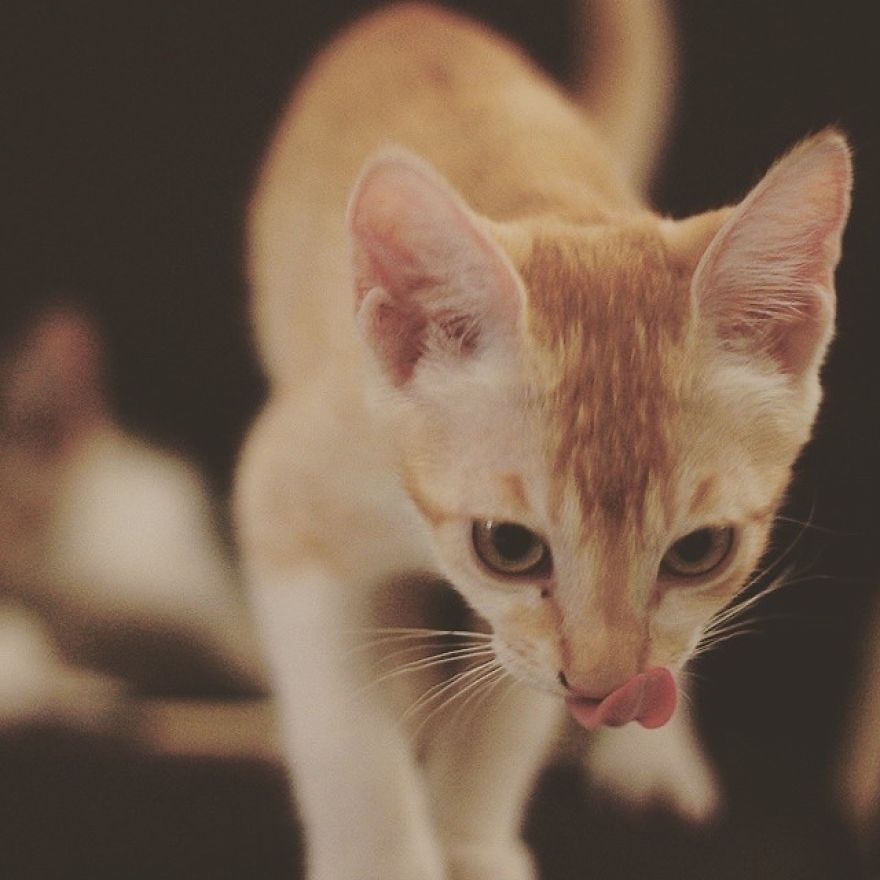 Chu-chay, Adorable Kitten Sisters We Adopted