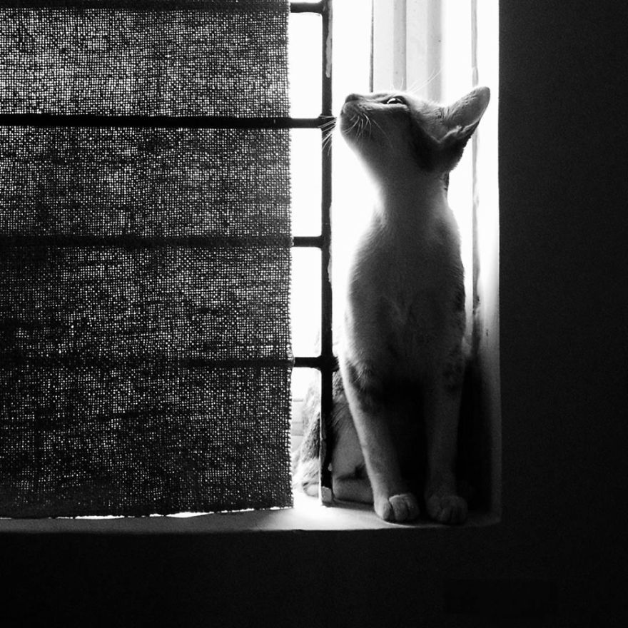 Chu-chay, Adorable Kitten Sisters We Adopted