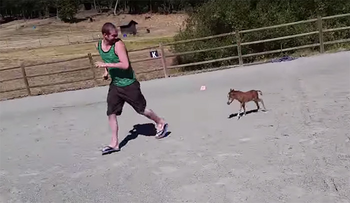 Tiniest Horse Ever That Can't Stop Chasing His Giant Human