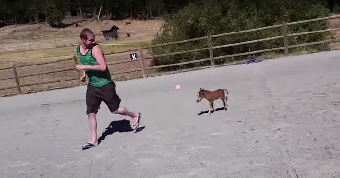 Tiniest Horse Ever That Can't Stop Chasing His Giant Human | Bored Panda