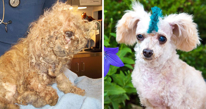 I Rescued A 2-Legged Stray Dog That Spent 10 Painful Years On The Streets