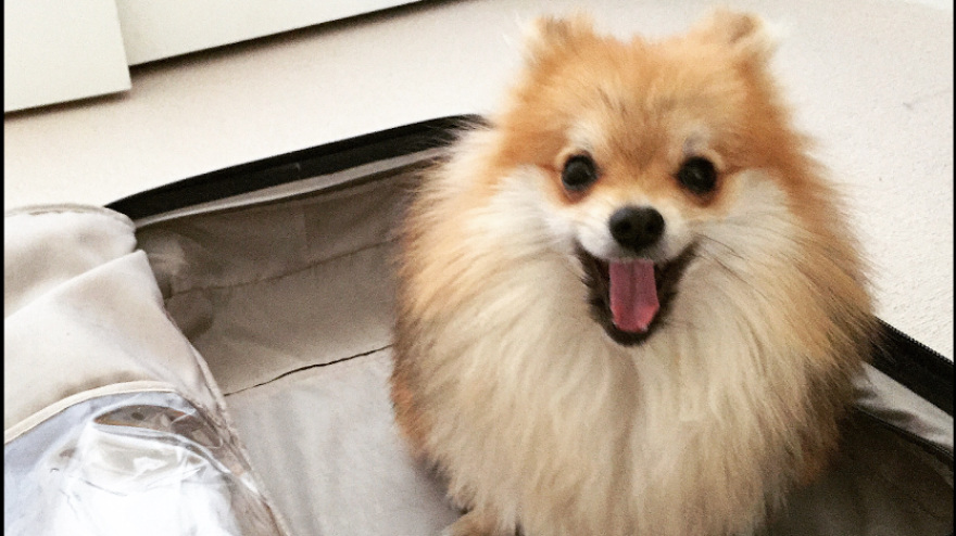 Pom Pom Chewy The Pomeranian Smiles No Matter The Situation