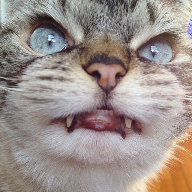 Adopted Vampire Cat 'Loki' Has The Most Evil Look Ever
