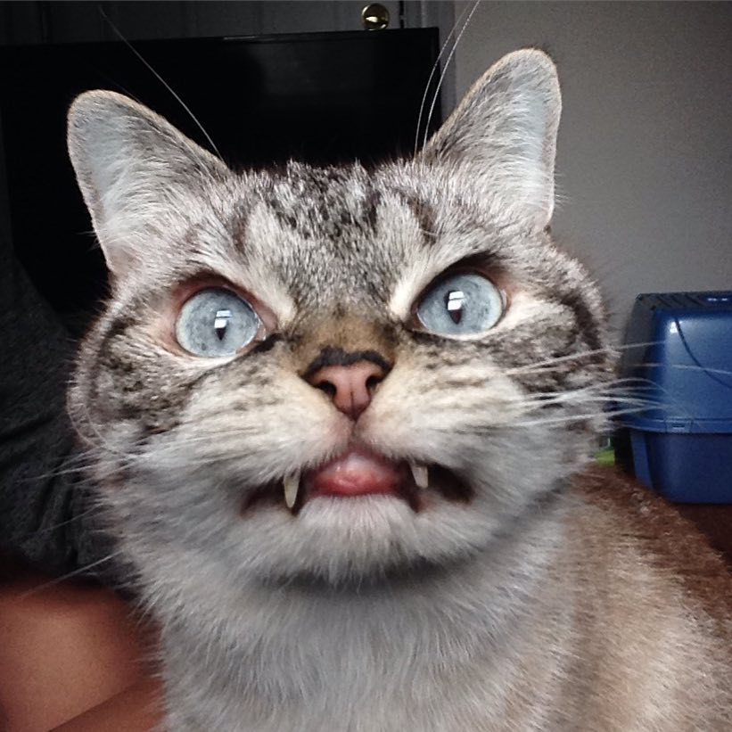 Adopted Vampire Cat 'Loki' Has The Most Evil Look Ever