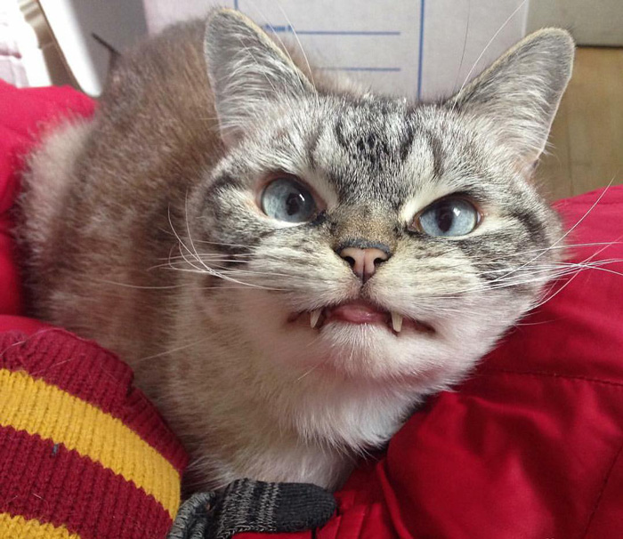 Adopted Vampire Cat ‘Loki’ Has The Most Evil Look Ever