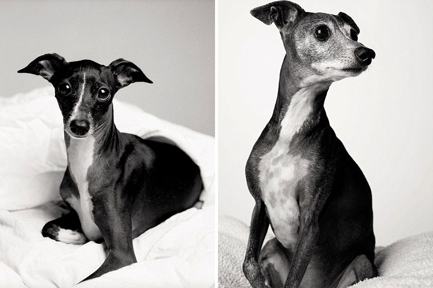 Heartmelting Pics Of Aging Dogs Show Them Grow From Puppyhood To Old Age