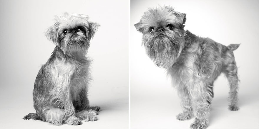 Heartmelting Pics Of Aging Dogs Show Them Grow From Puppyhood To Old Age