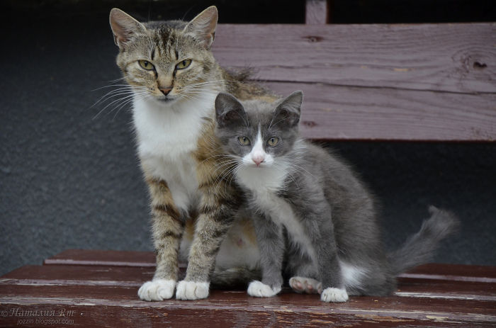 Cat - Mom And Kitten