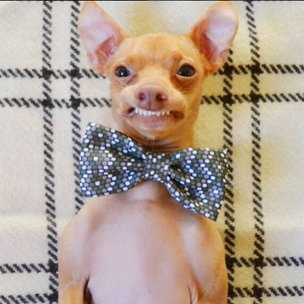 The Most Famous Dogs On Instagram