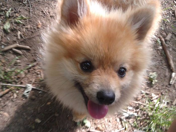 Toni, The Happy Pomeranian!