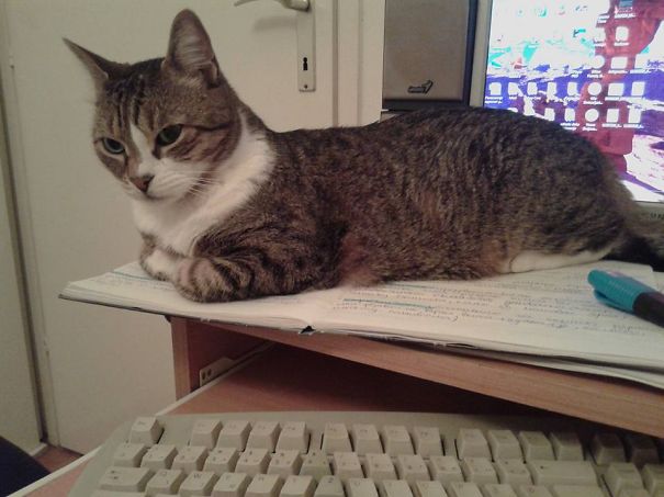 U Trying To Study?